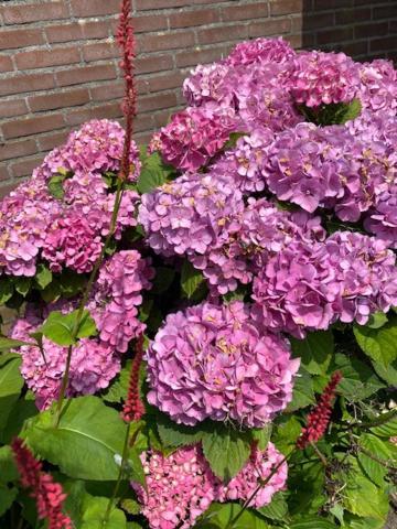Bed And Breakfast De Boerderij Albergen 外观 照片
